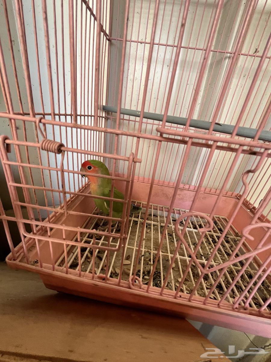 تم البيع64445933122563110