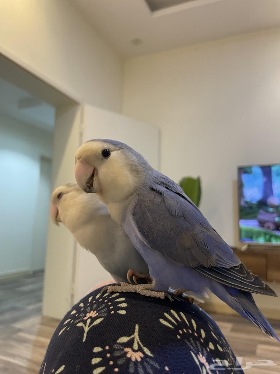 عصافير روز للبيع64448262140033111