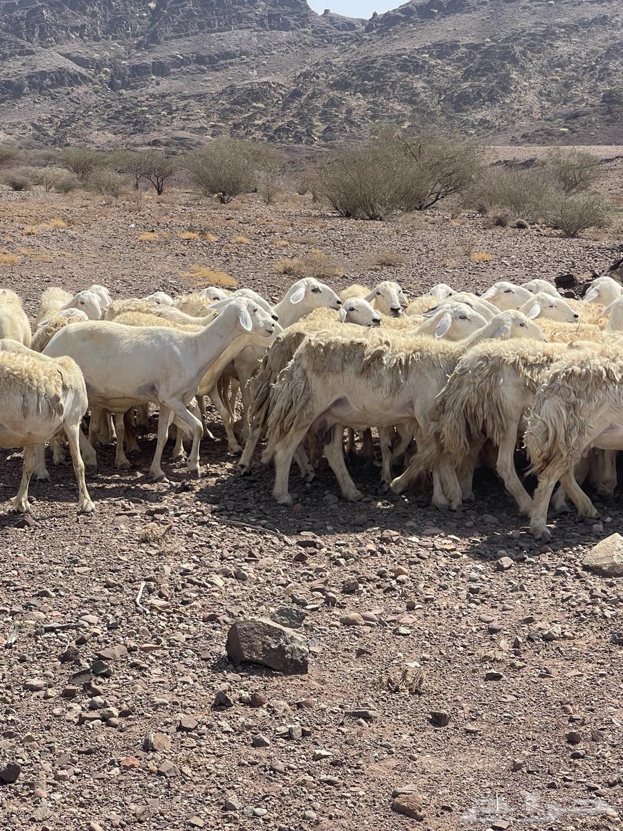 Sheep (Sold)64445865594754114