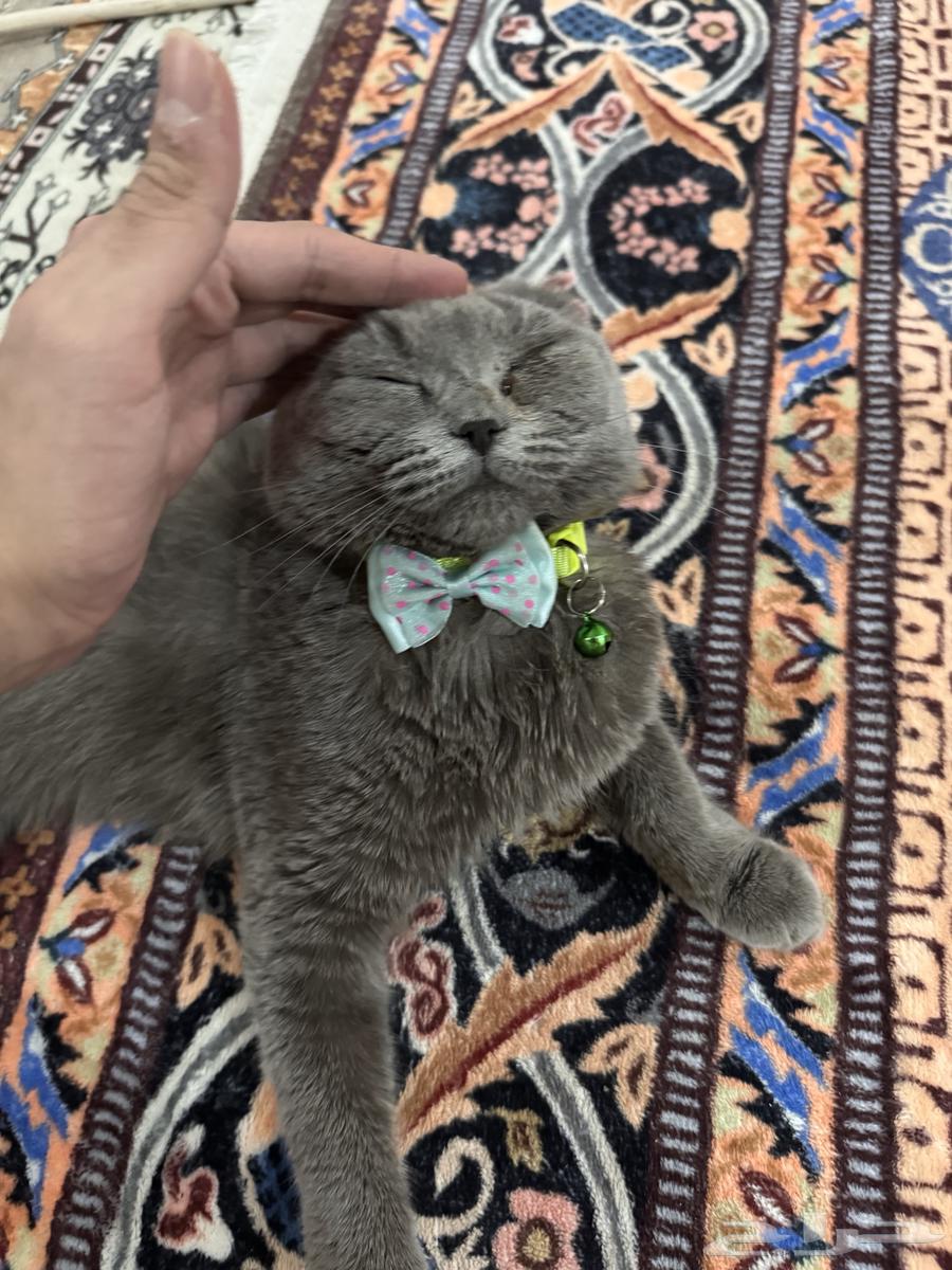 قط سكوتش فولد للبيع64448354686209112