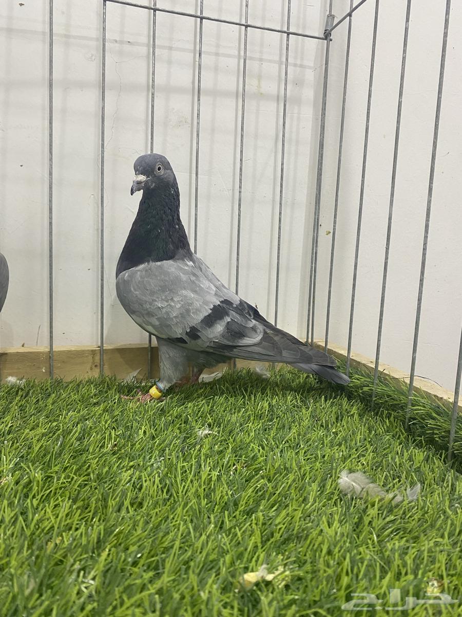 حمام باكستاني 5 شينا وكمنقر 1 تم البيع64442748500353112