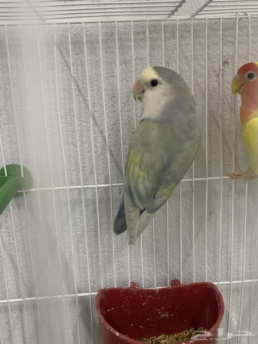 Zikr Ruz64444849406850112