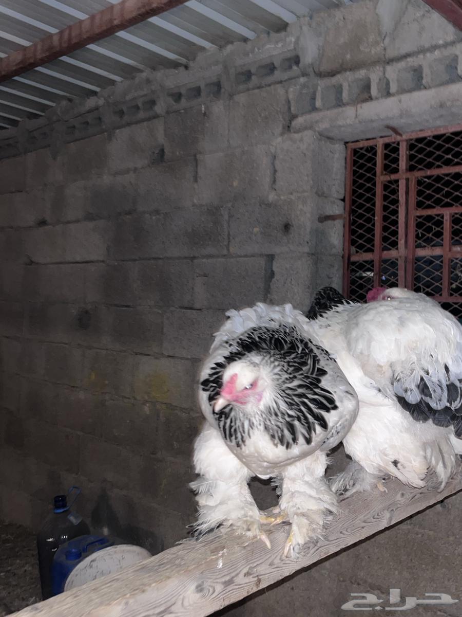 Pure-blooded Colombian Brahma Chicken Set64447785414530111