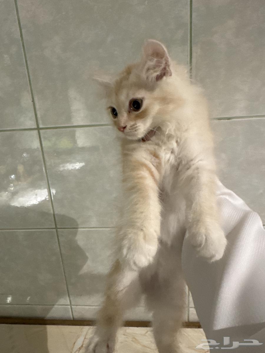 عندي قطوتين للبيع وحده ابيض  والثانيه بني فاتح64447679276930110