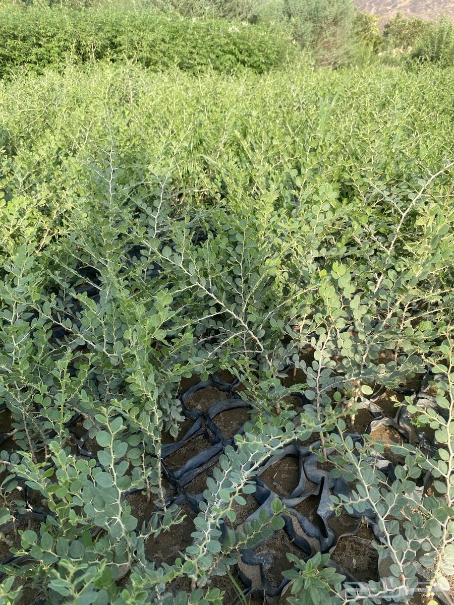 Wild Sidr Flood Sidr64442843709314110