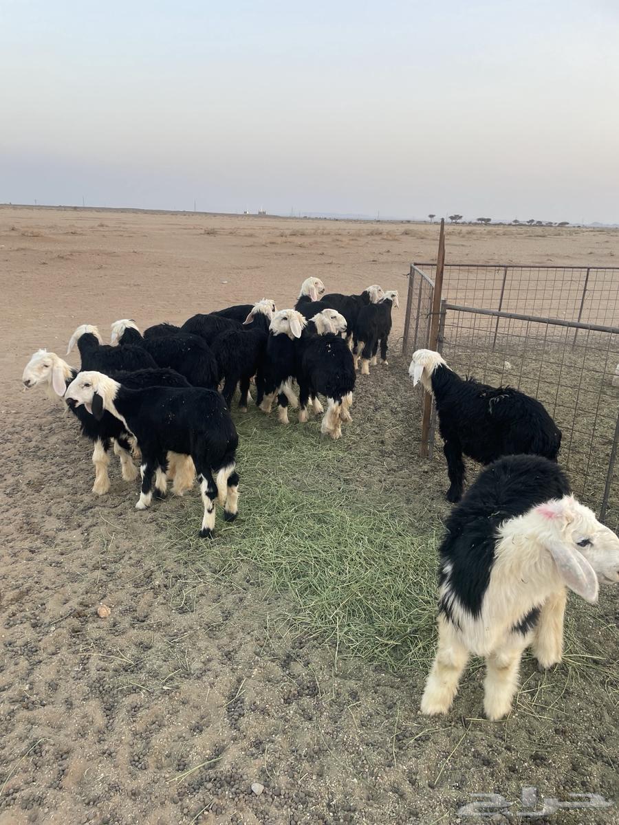 رخال نجد (( تم البيع ))64447229826561111