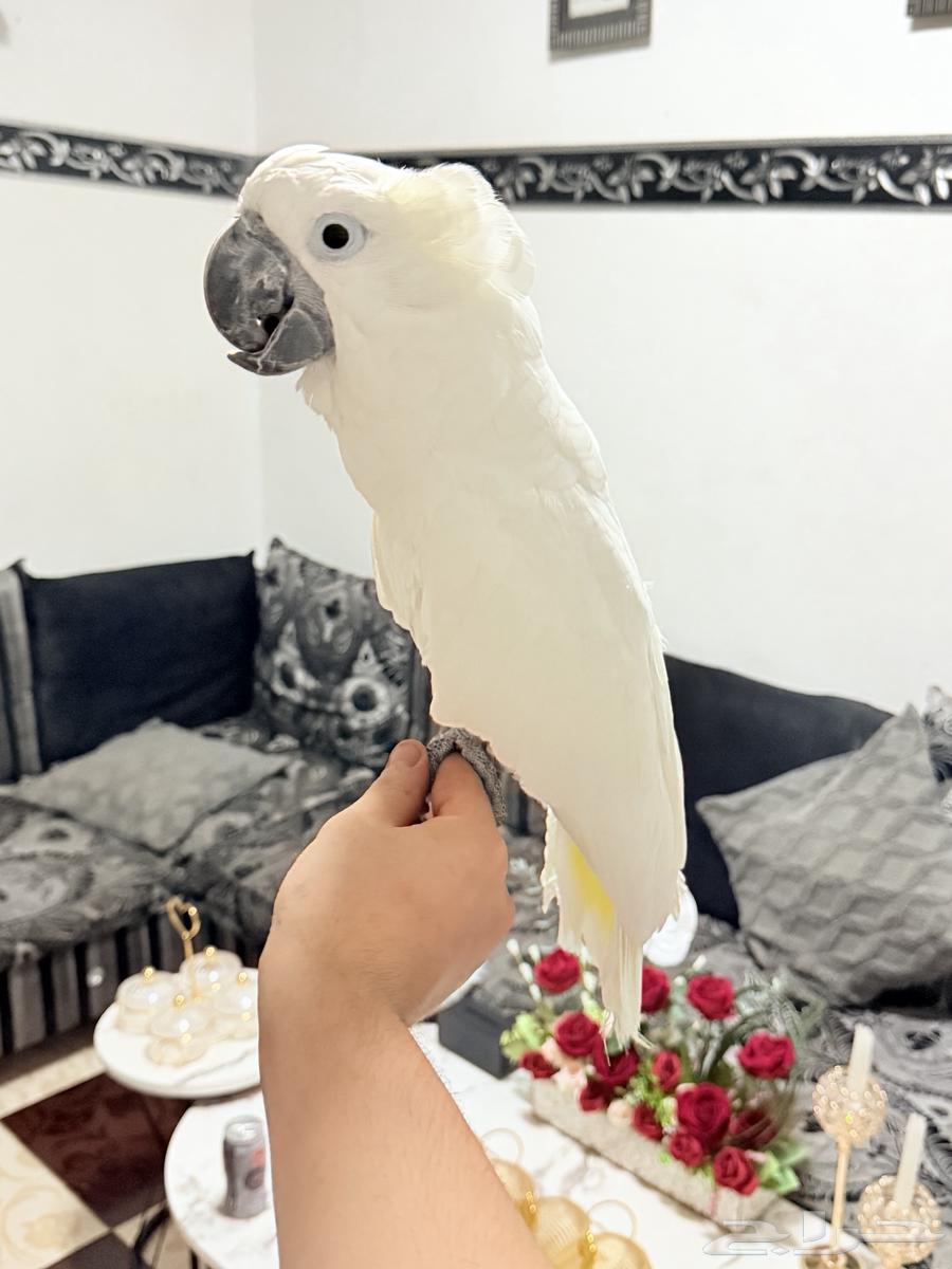 ببغاء كوكاتو إمبريلا تم البيع64444231554178110