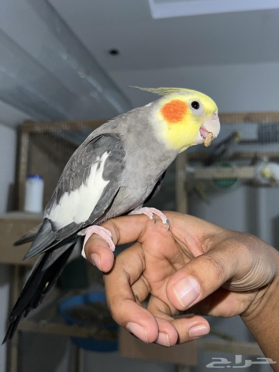 ذكر كروان اليف64444512740865110