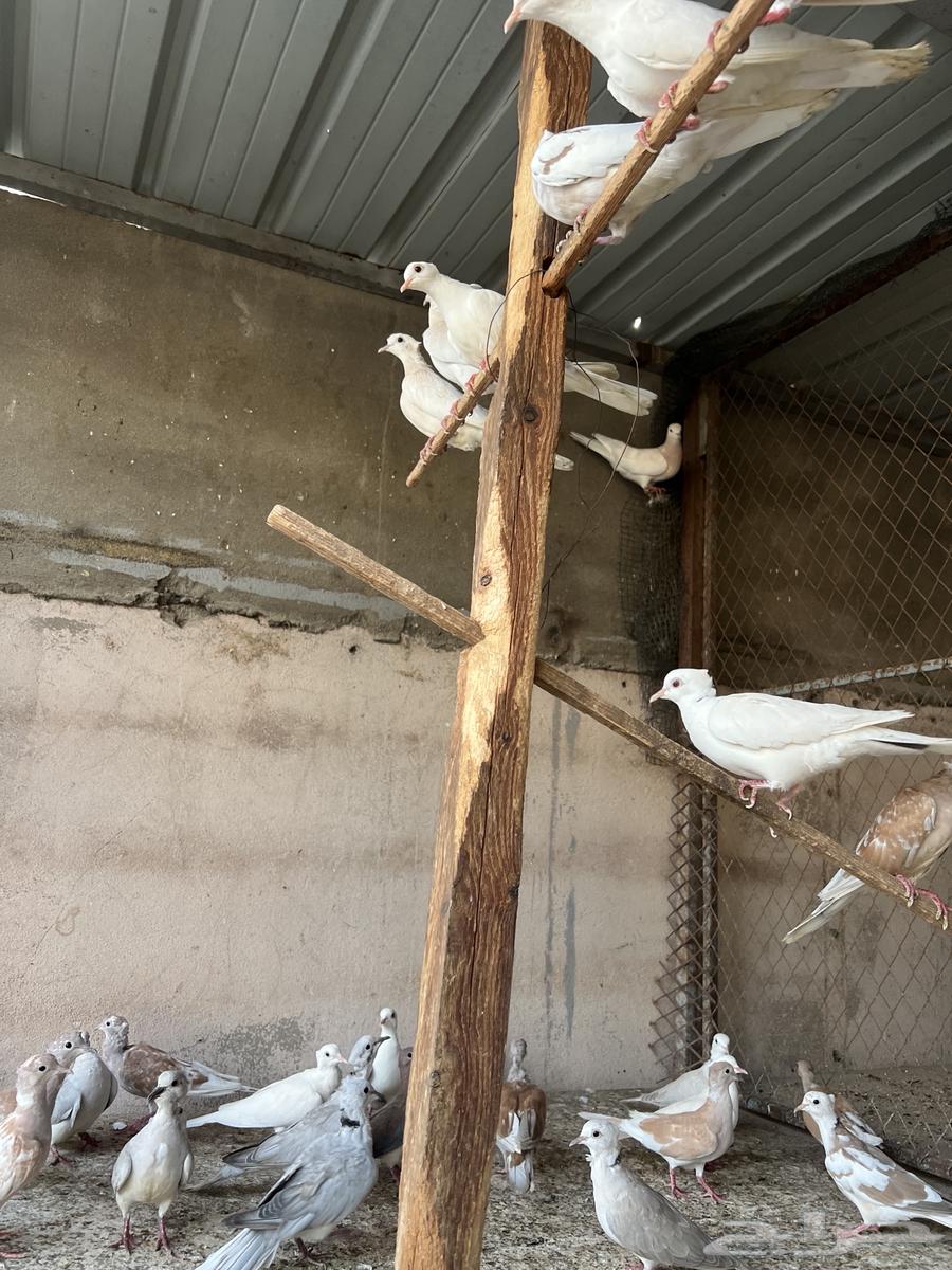 قماري هولندي ياكريم(تم البيع)64447521354883111