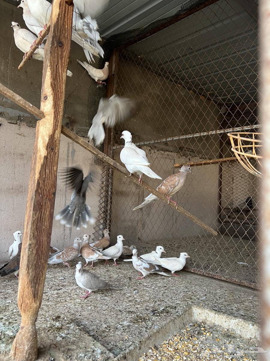 قماري هولندي ياكريم(تم البيع)64447521354883112