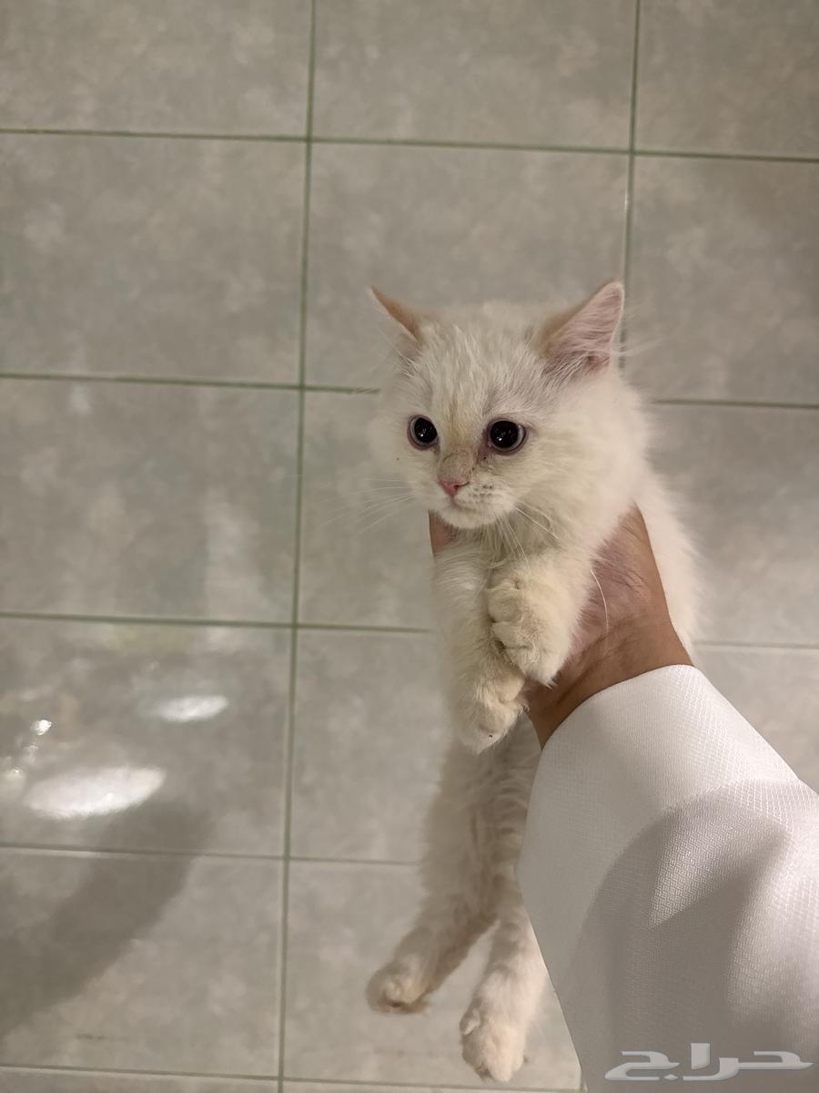 عندي قطوتين للبيع وحده ابيض  والثانيه بني فاتح64447679276930113