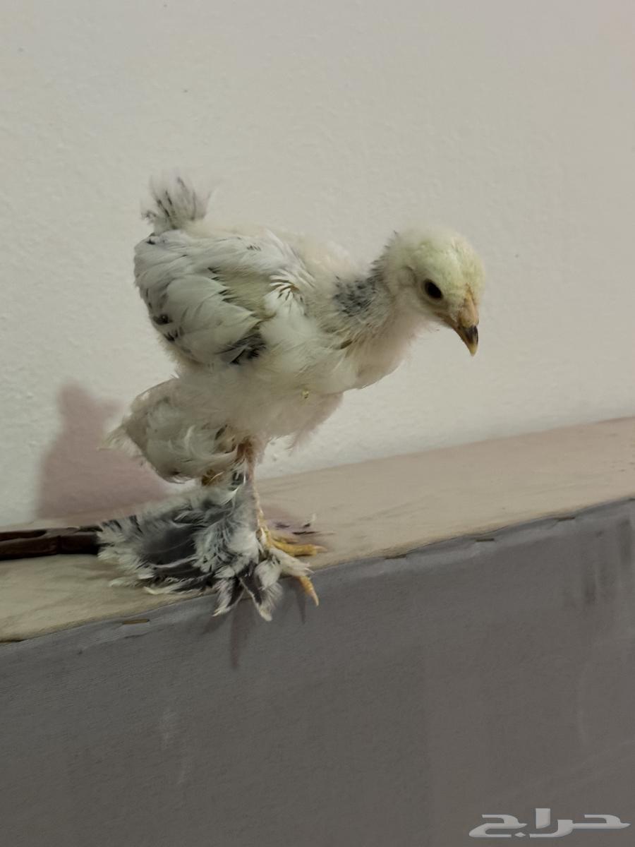 صيصان براهما كولمبي عمر شهرين64447692691330110