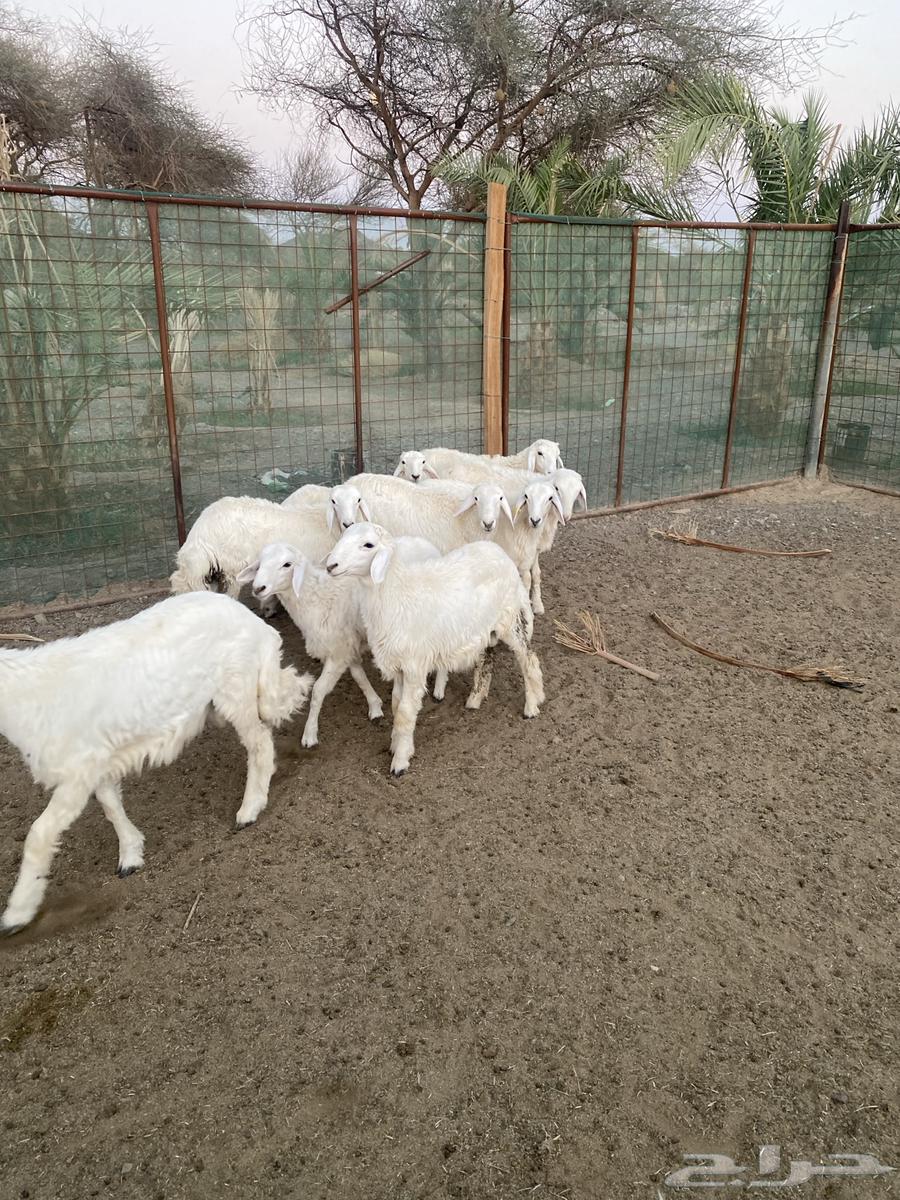 طليان عدد 9 حريات ((تم البيع ))64443628544515112