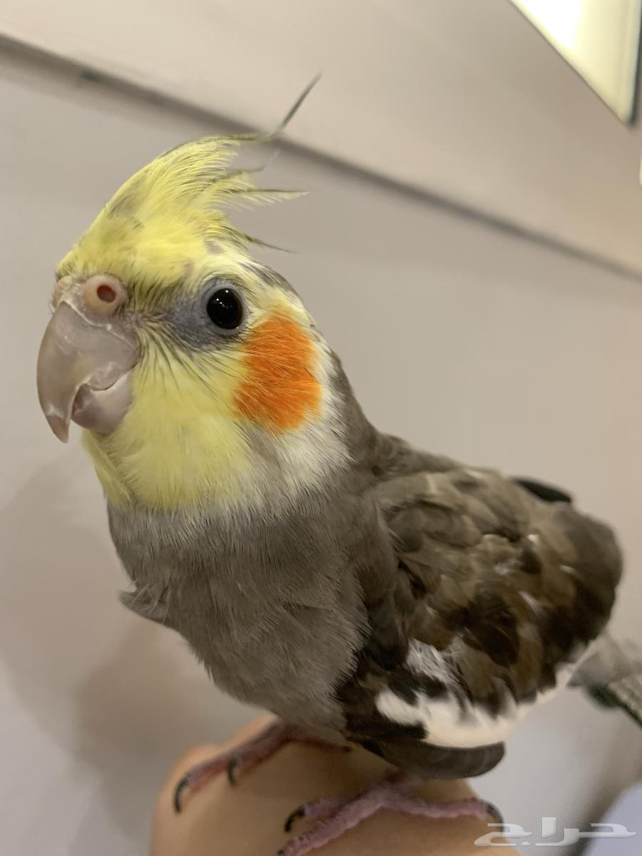 الكروان انثى للبيع64445079069827110