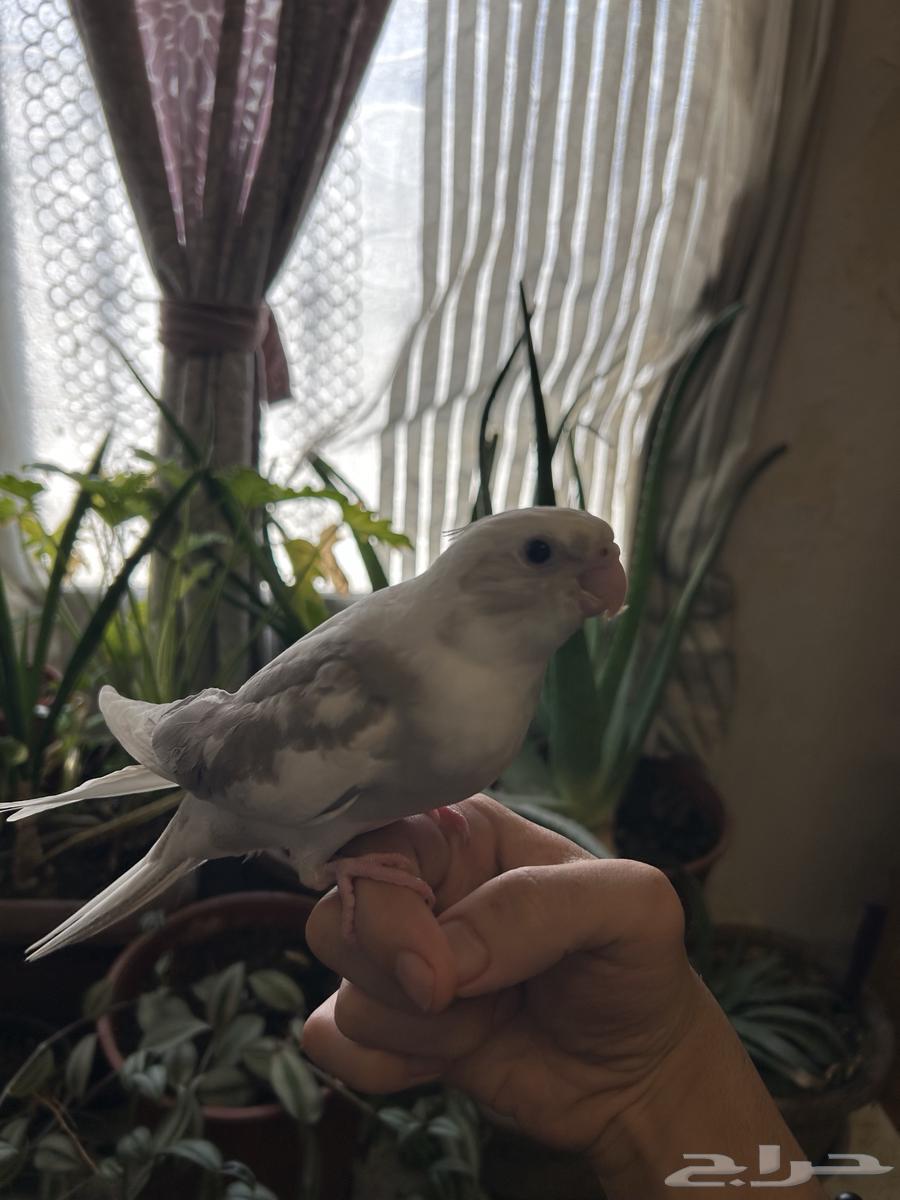 كروان اليف هدد64444620519299112