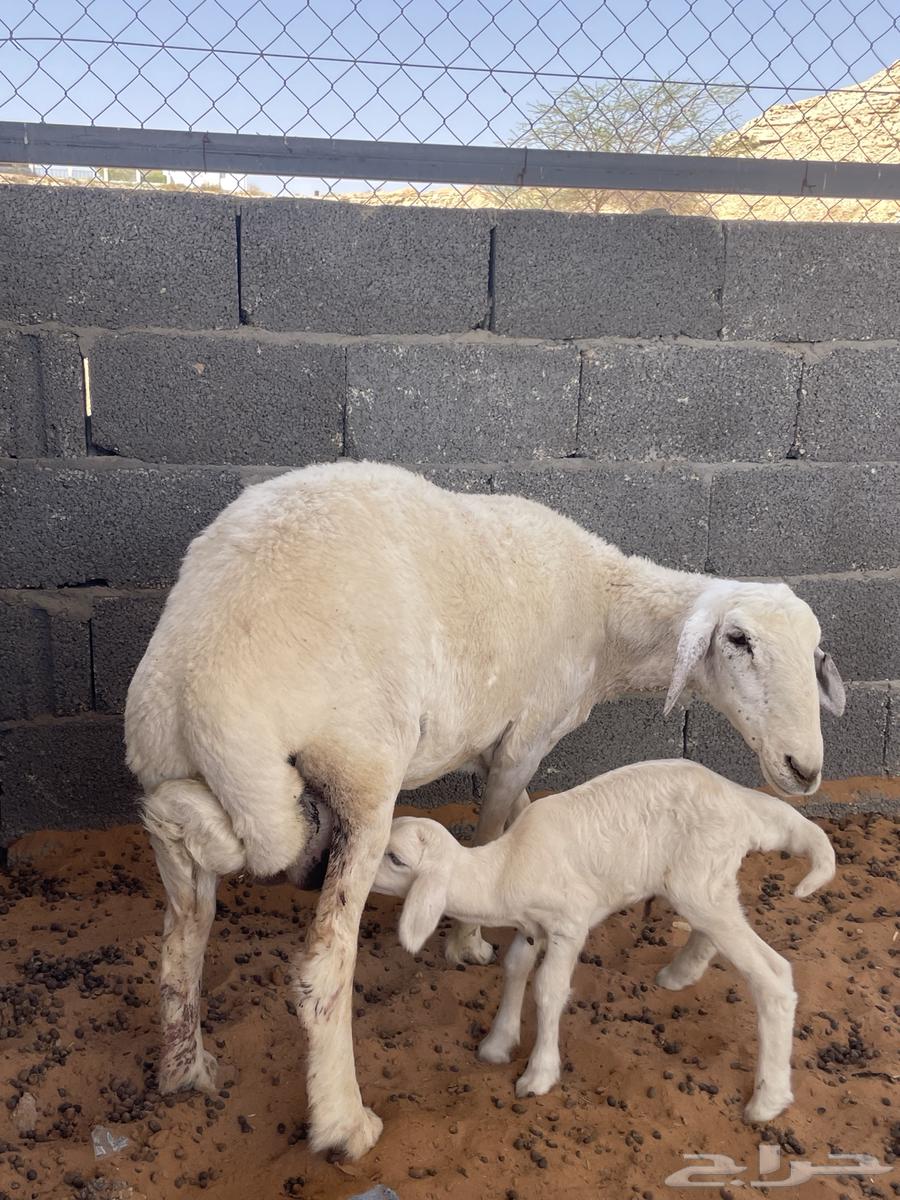 Freedom with a ram64442692462977111