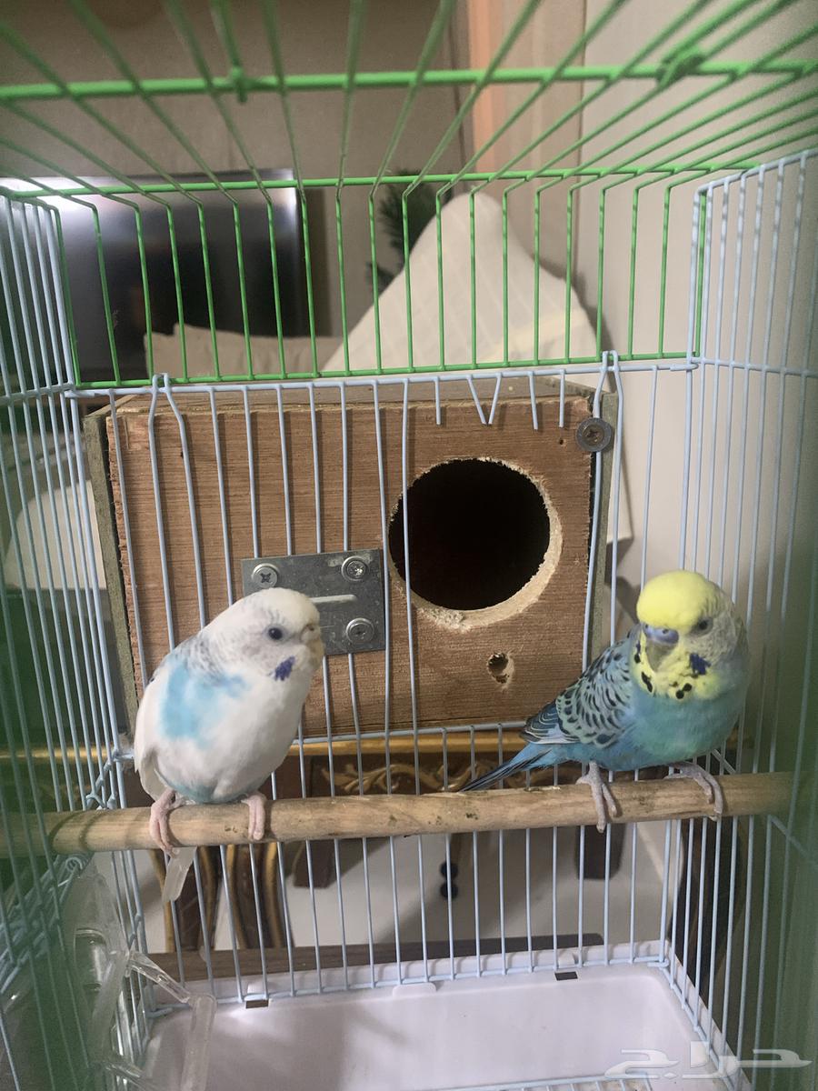 عصفورين مع القفص لللبيع64406262855170111