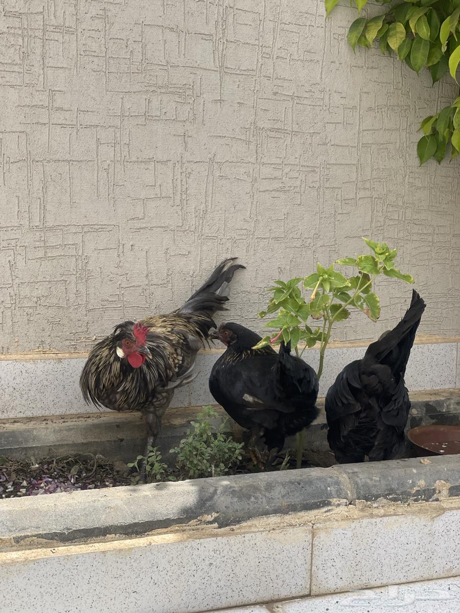 دجاج ترثة عربي اصيل قديم تاج لون نادر64445269301763114