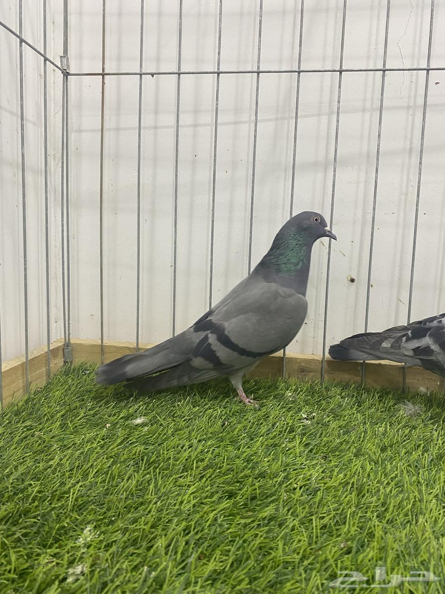 حمام باكستاني 5 شينا وكمنقر 1 تم البيع64442748500353113