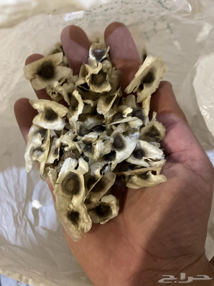 بذور المورينقا وبذور نخل واشنطوني64442898002818112