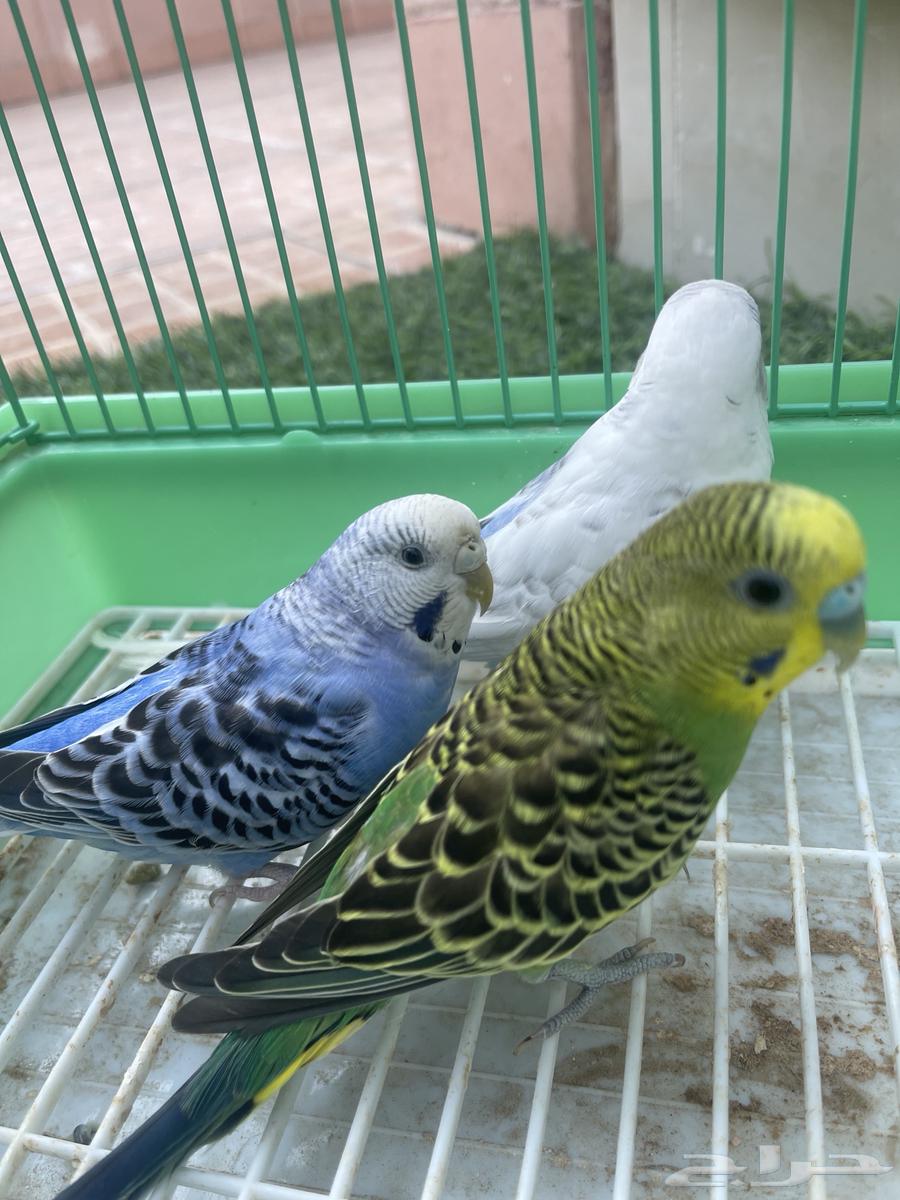 توفرت من جديد طيور الحب الجوز 85 اليوم فقط (تم البيع)64446067788289110