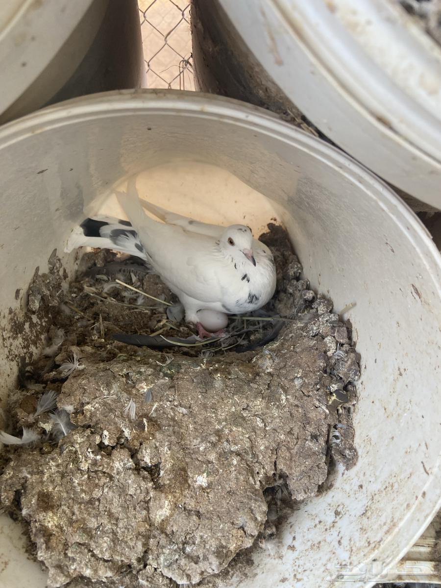 Problematic Pigeons64447600261507110