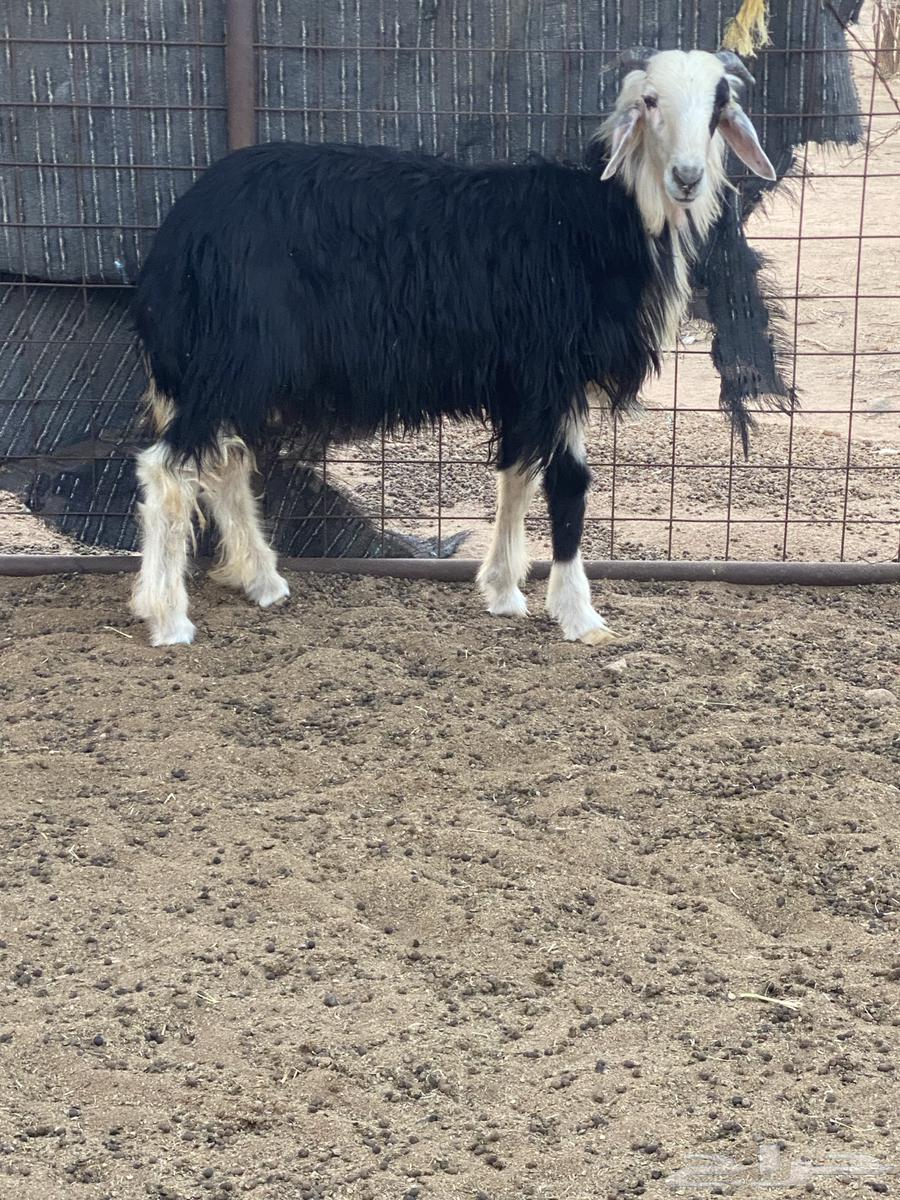 طلي نجدي64445160594561110