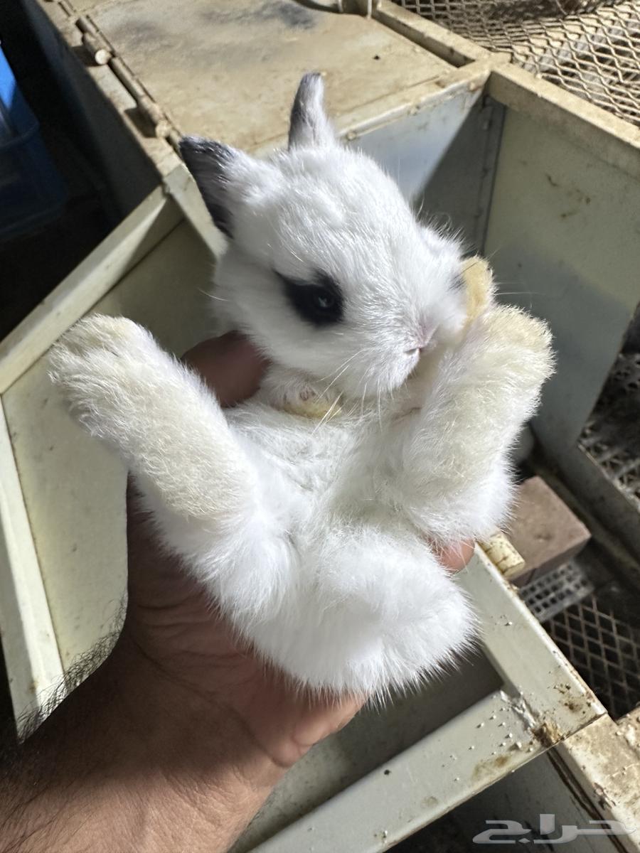 Dwarf Netherland Rabbits64448037267842114