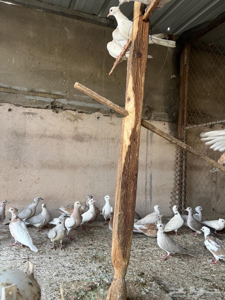 قماري هولندي ياكريم(تم البيع)64447521354883110