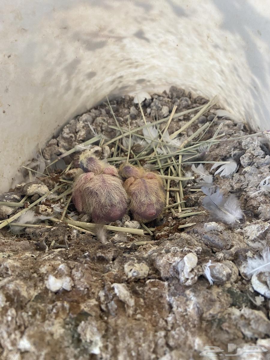 Problematic Pigeons64447600261507114