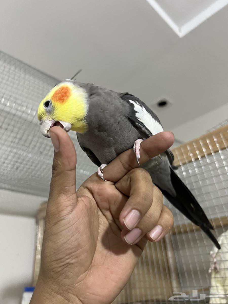 ذكر كروان اليف64444512740865113