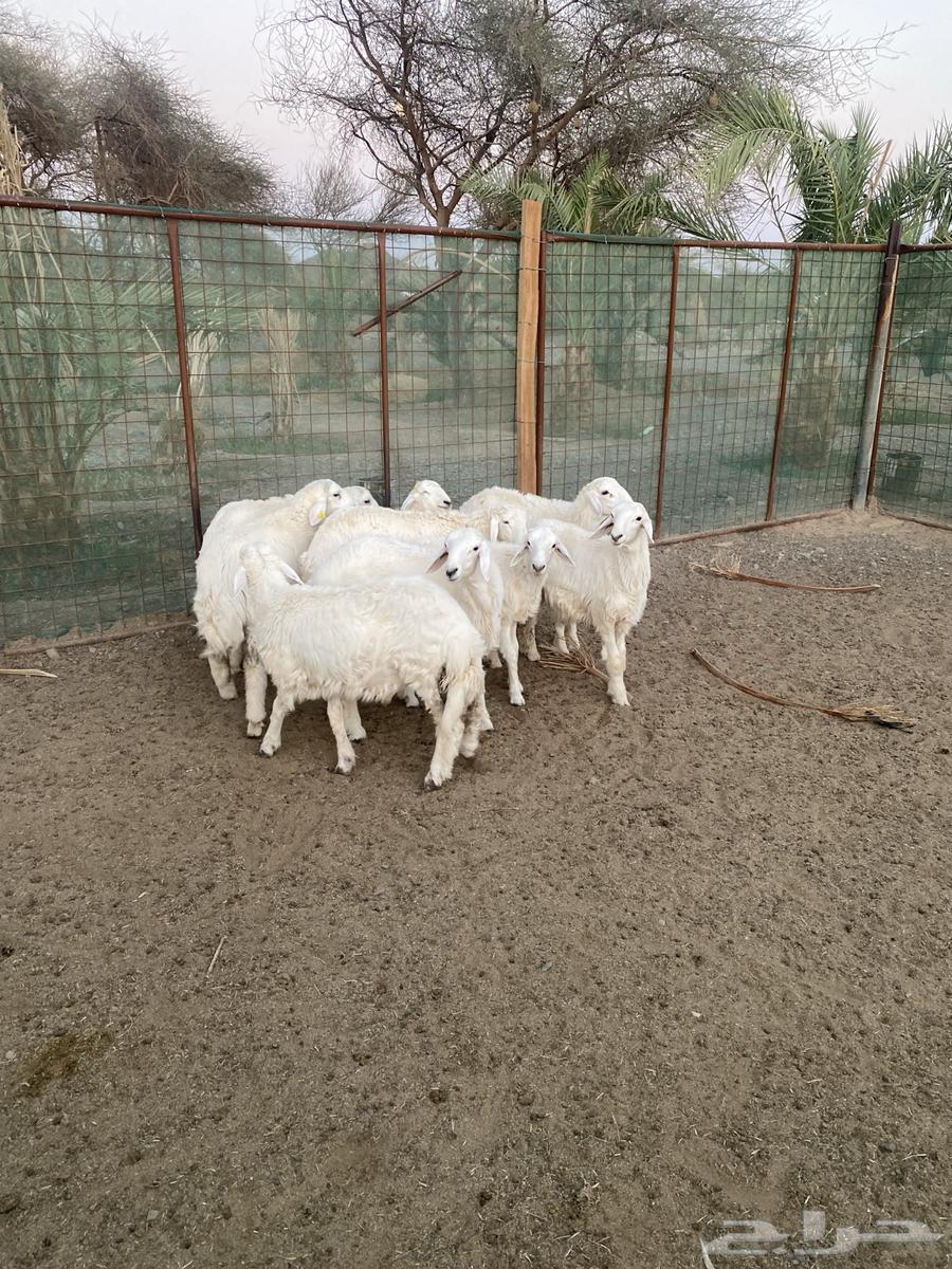 طليان عدد 9 حريات ((تم البيع ))64443628544515111