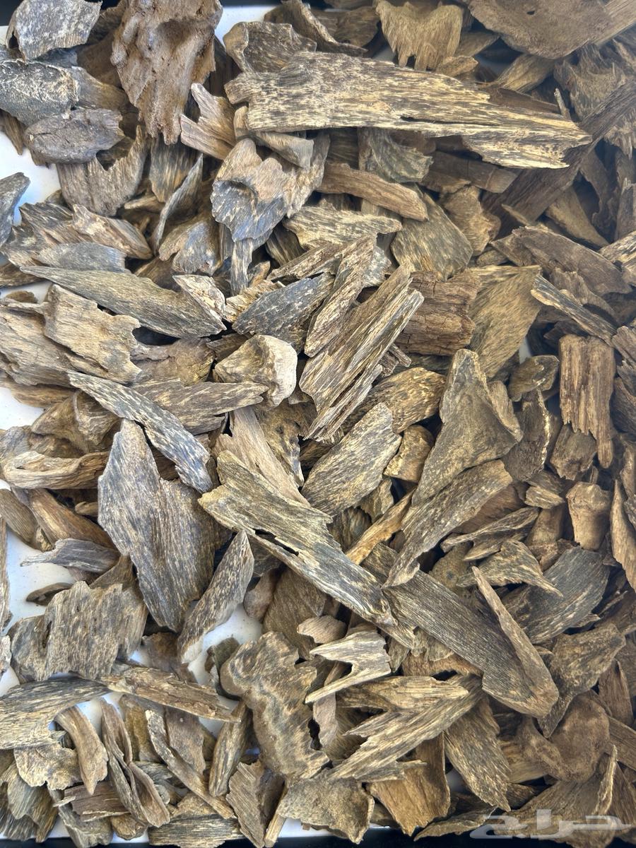 عود طببعي مشكل دبل وتربل64449462330626110