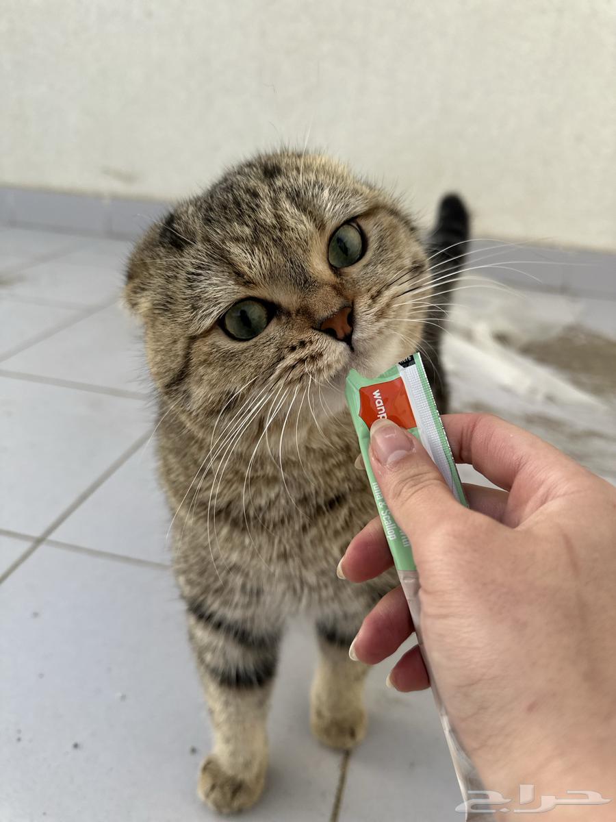 ذكر سكوتش فولد للبيع64448846735747110