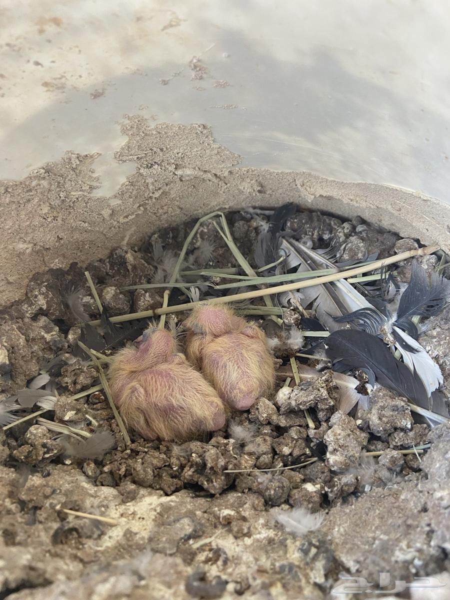 Problematic Pigeons64447600261507112