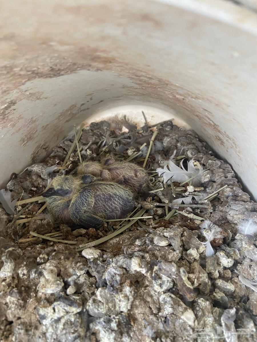 Problematic Pigeons64447600261507113