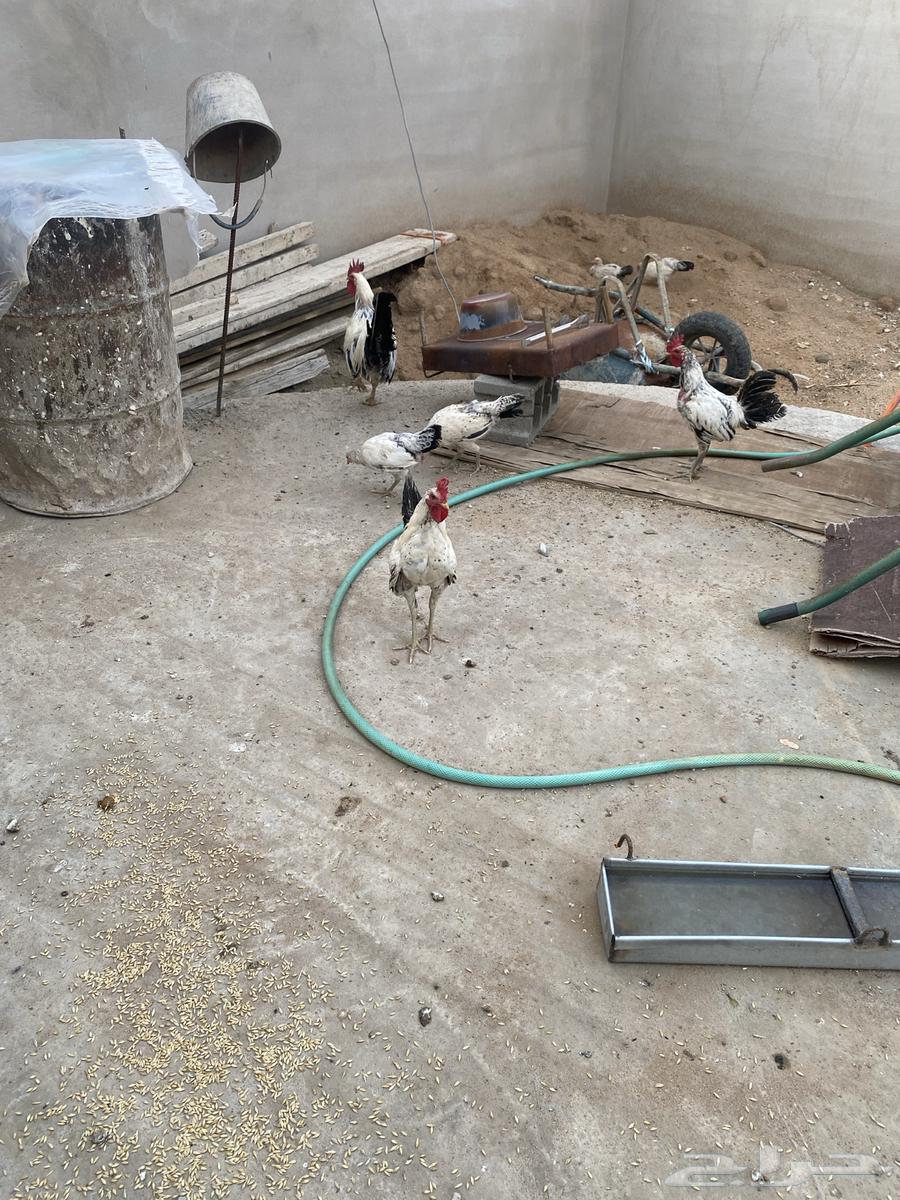 ديكين بلدية للبيع اعمارها تقريبا  8 شهور64447082527489110