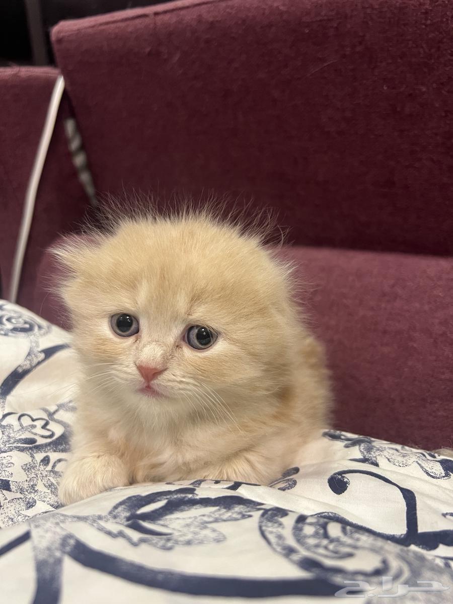 قط ذكر هاف سكوتش للبيع الرياض64447851155970111