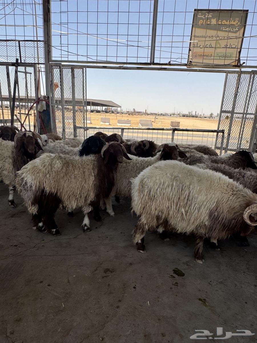 خروف سوري64446677190019111