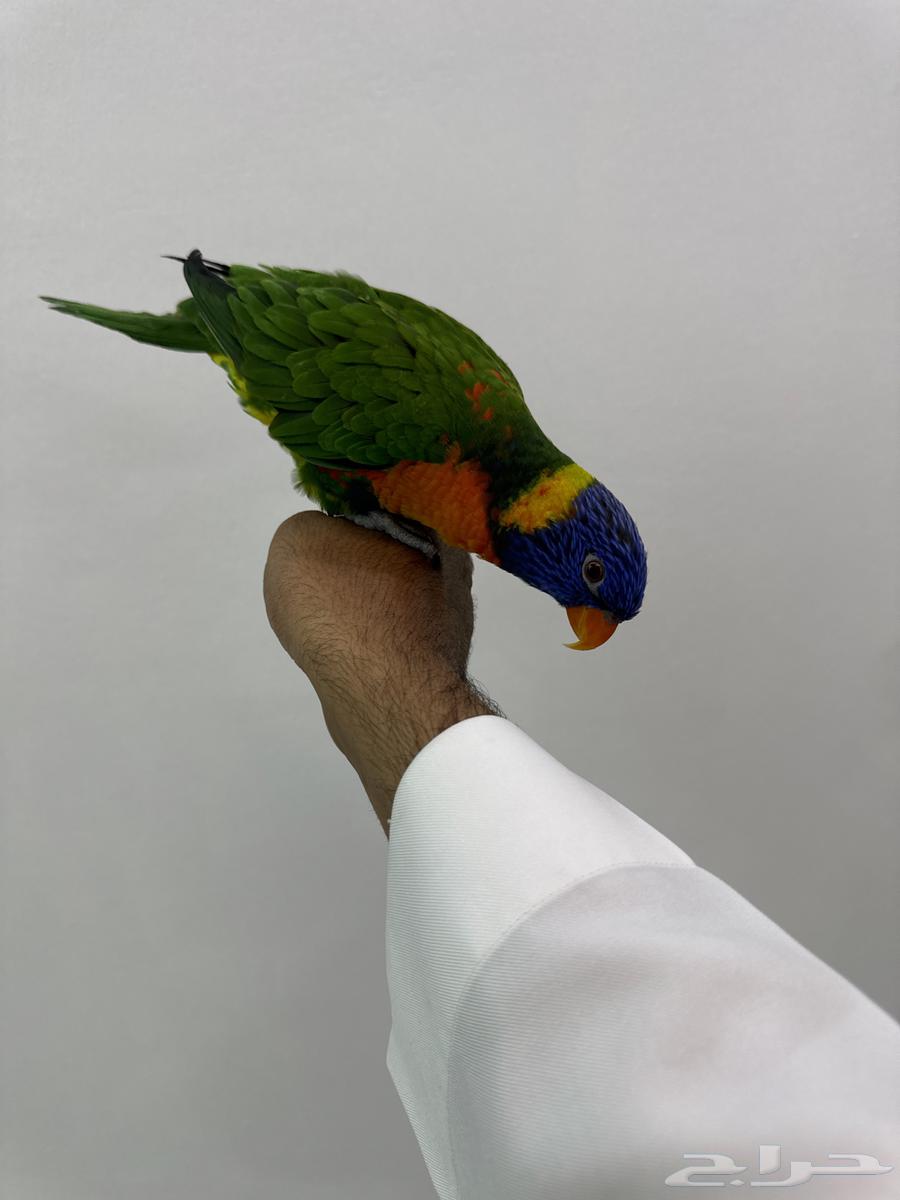 Lori64449194245890110