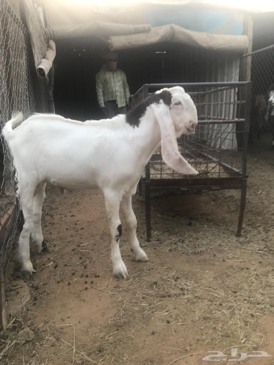 Project buck goat64443628513025111