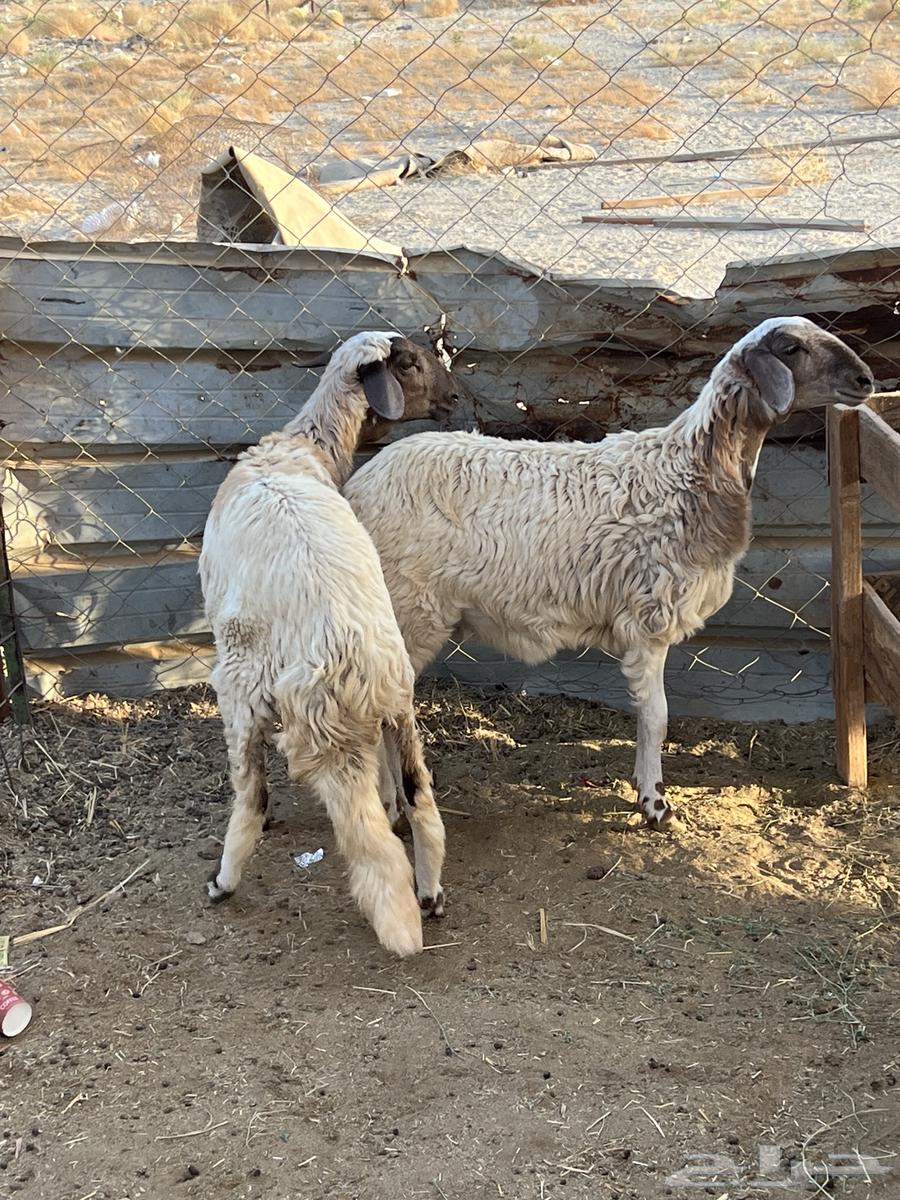 رخال مهجن ( تم البيع )64443223088259111