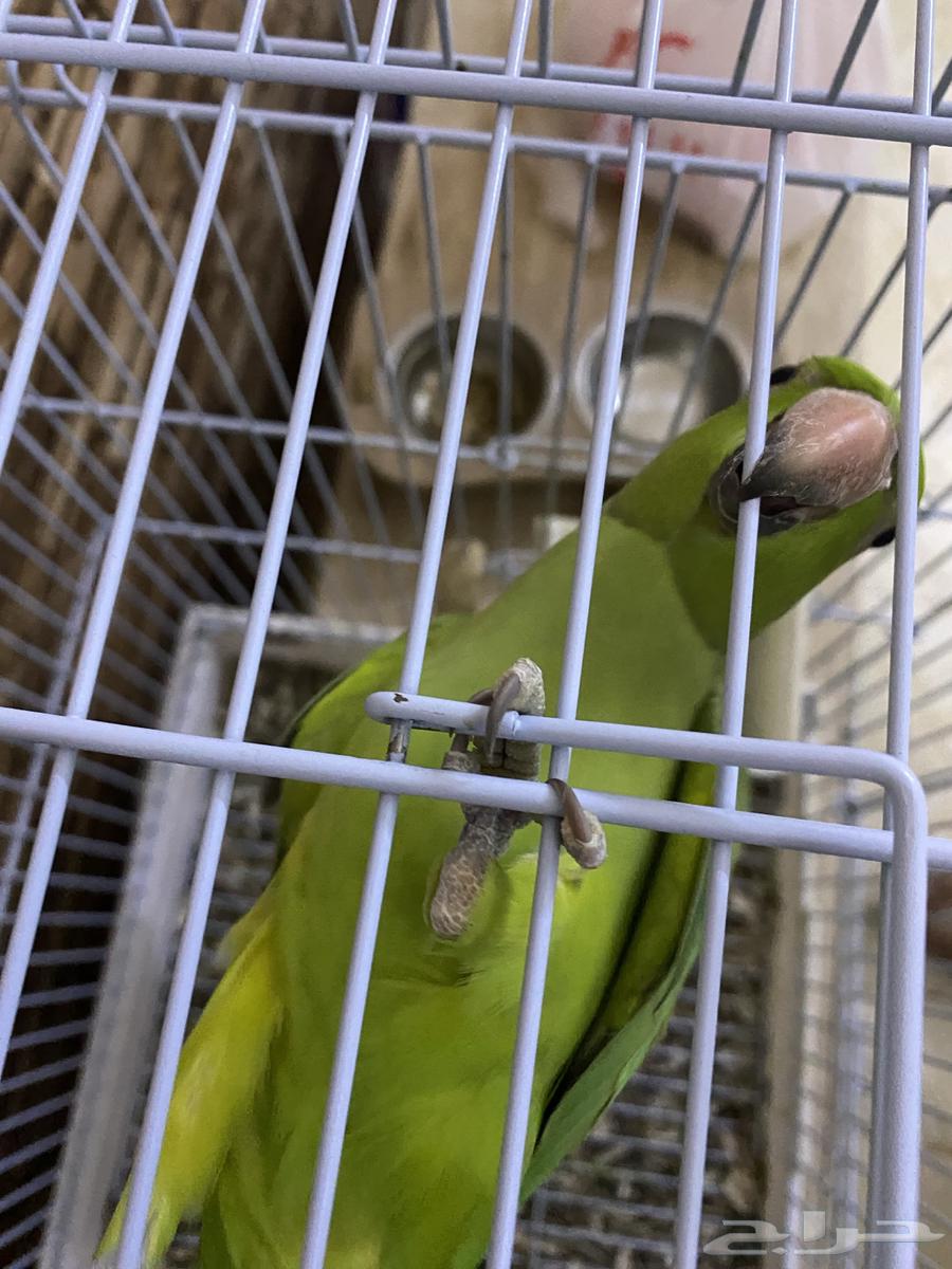 دره أليف64442475133443112