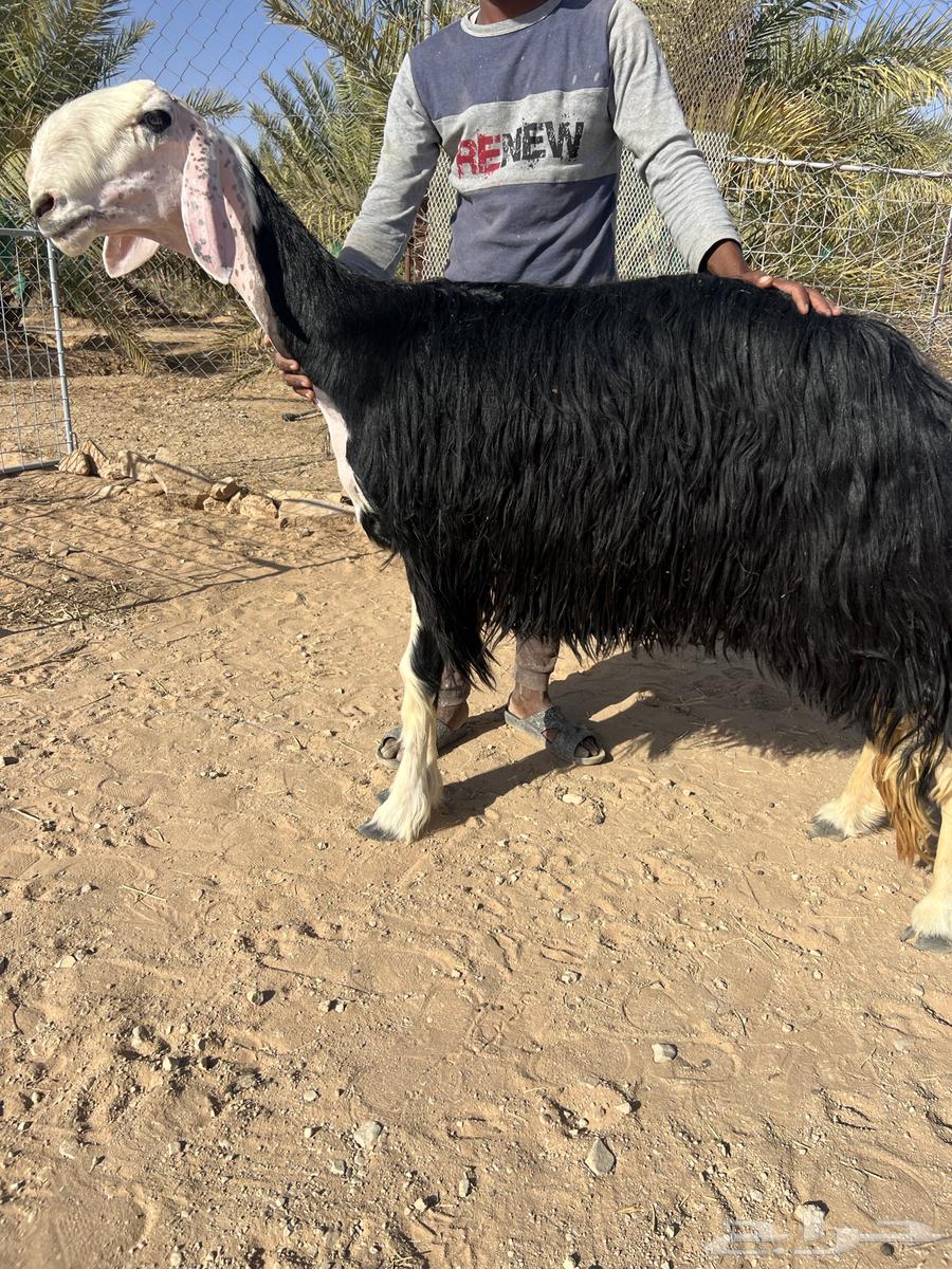 رخل خصممم ( تم البيع )64448341409282110