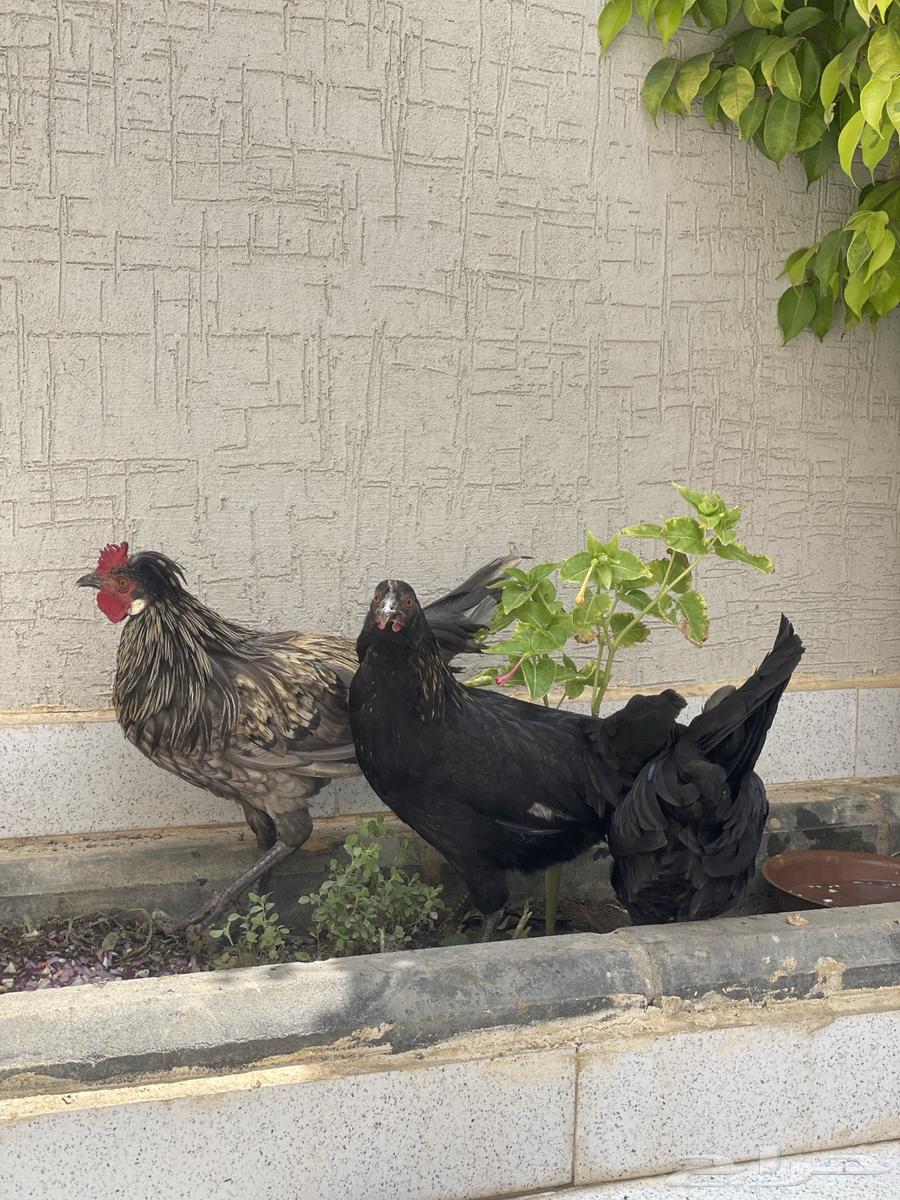 دجاج ترثة عربي اصيل قديم تاج لون نادر64445269301763112