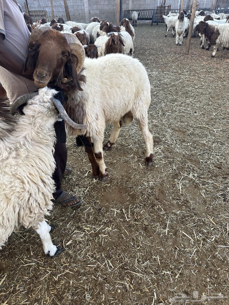 للبيع فحل نعيمي رباع جبر64448726817667111