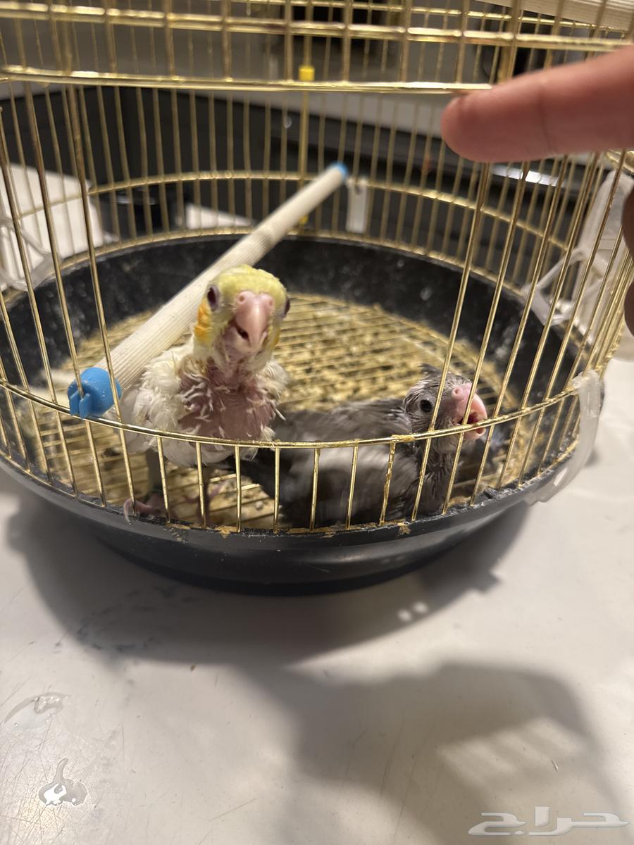 فرخين كروان غر بشراهه تم البيع كاملة64448169399427110