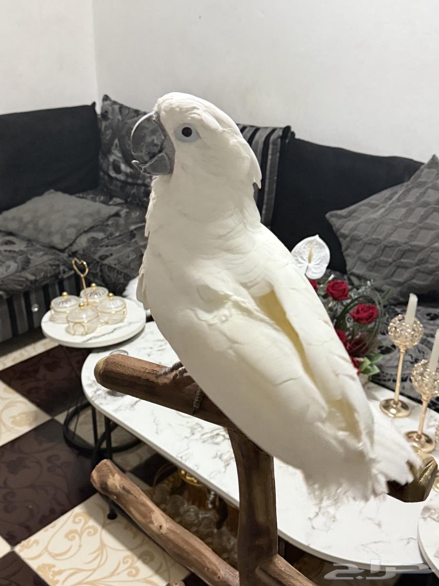 ببغاء كوكاتو إمبريلا تم البيع64444231554178113