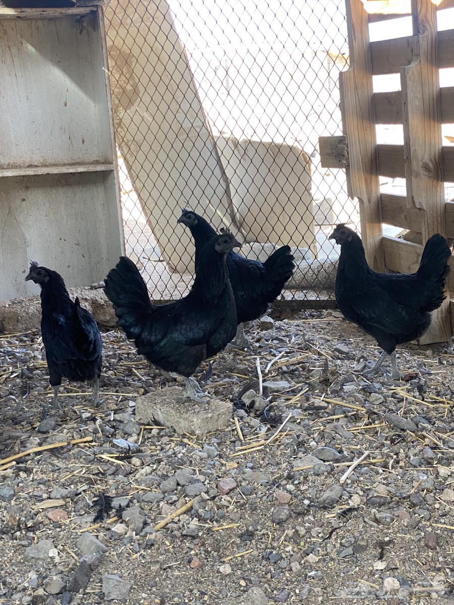 دجاج اندونيسي64446739804801110