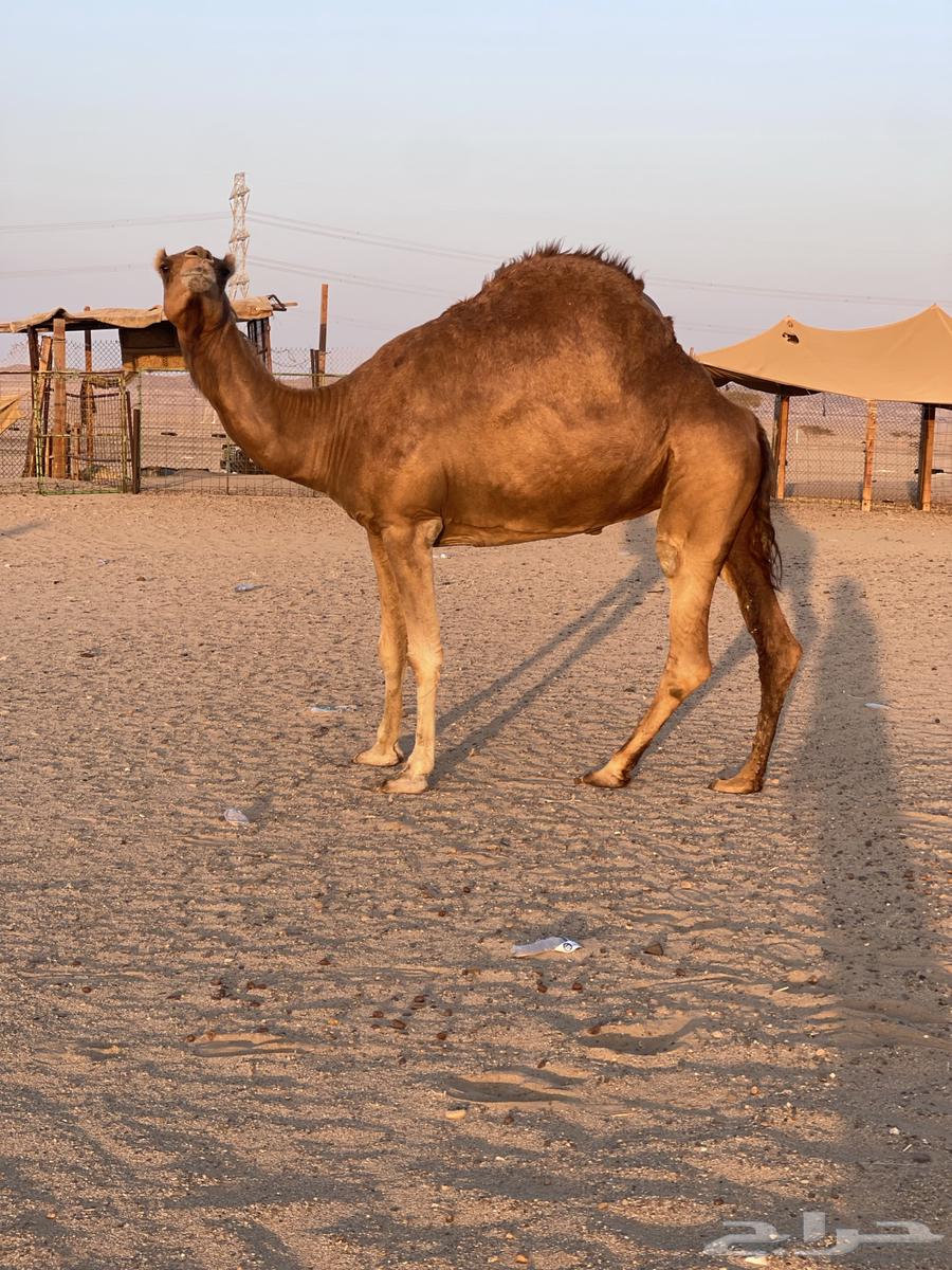 للبيع ناقه حايل طيبه64447957591810110